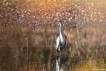 Oiseaux