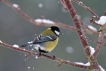 Oiseaux