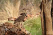 Photo nature