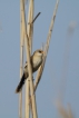 Oiseaux