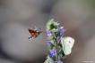 Insectes