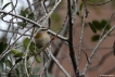 Oiseaux
