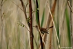 Oiseaux