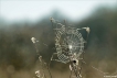 Insectes