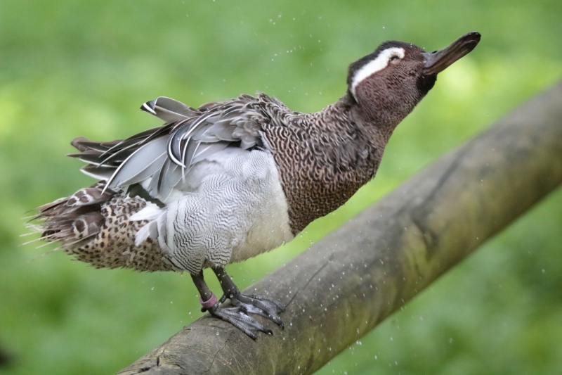 Photo Oiseaux