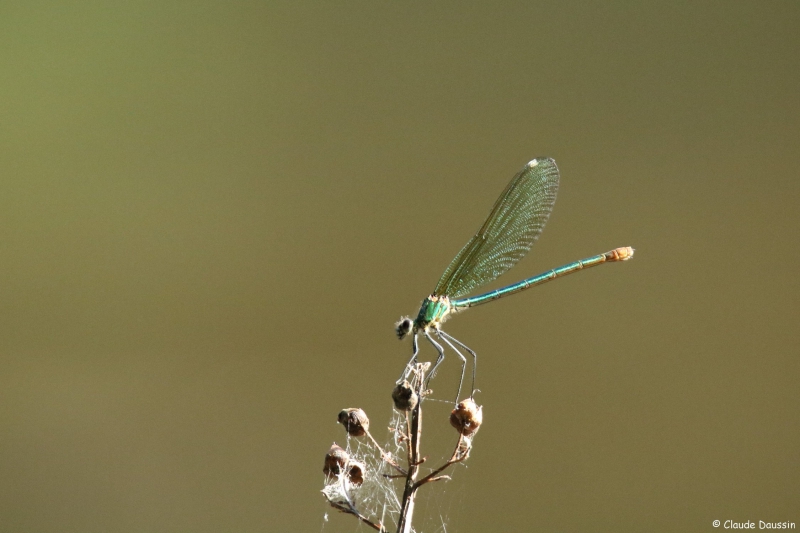 Photo Insectes