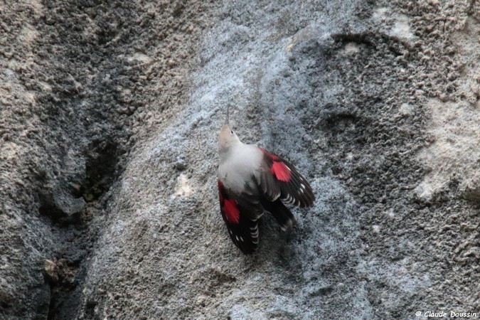 Photo Oiseaux