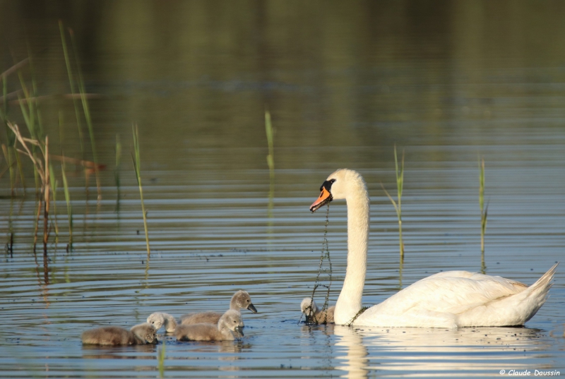 Copie_de_cygnes.JPG Cygne tuberculé