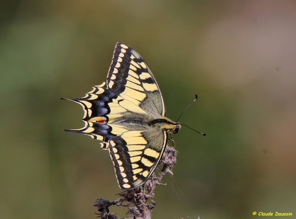 Photo Insectes