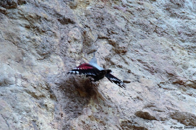 Photo Oiseaux