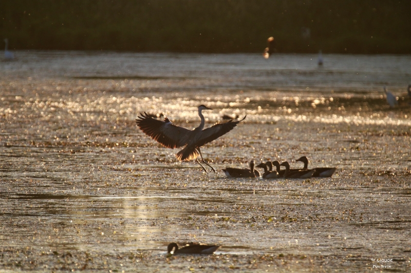 Photo Oiseaux