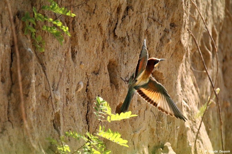 Photo Oiseaux