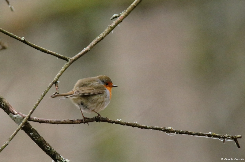 Photo Oiseaux