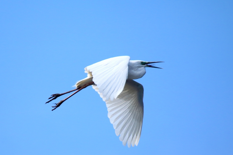 Photo Oiseaux