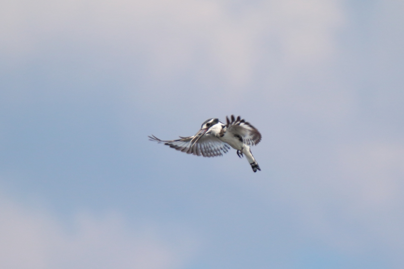 Photo Oiseaux