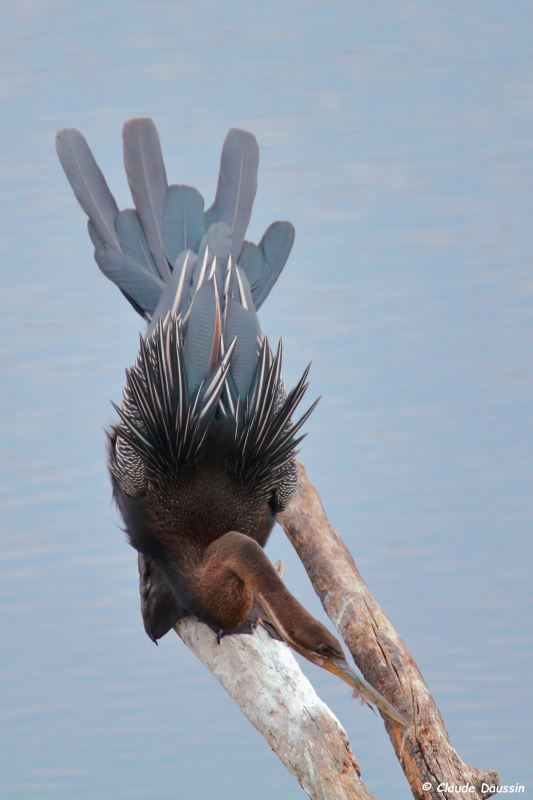 Photo Oiseaux