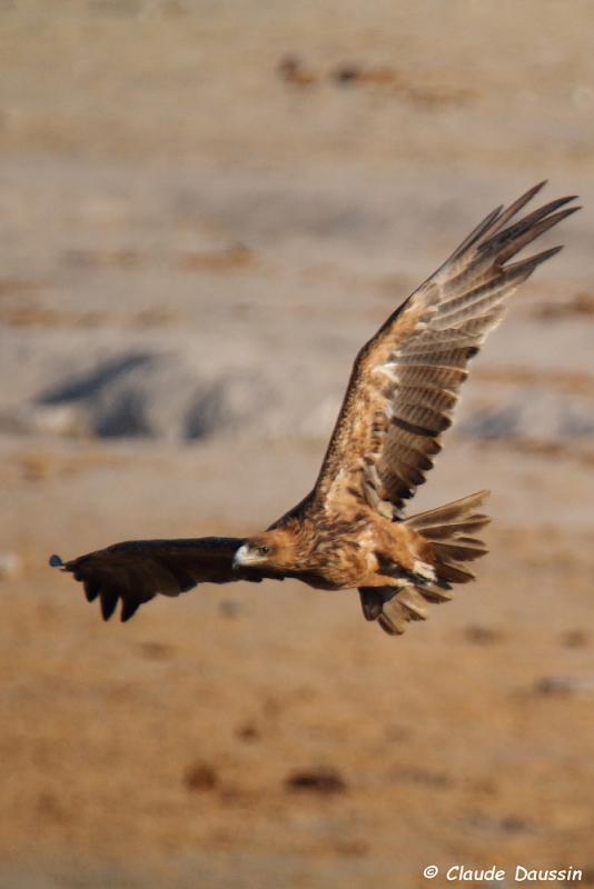 Photo Oiseaux