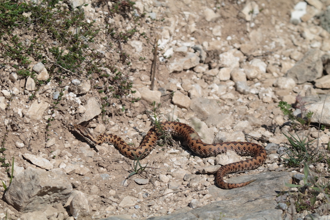 Photo Reptiles