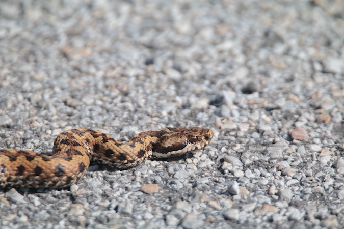 Photo Reptiles