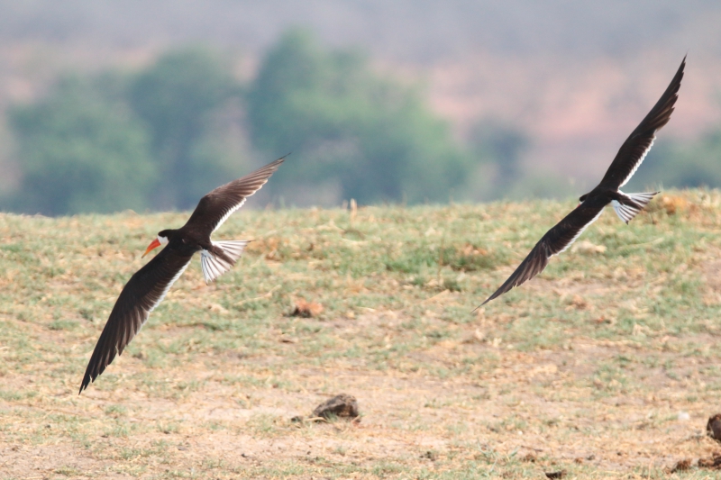 Photo Oiseaux