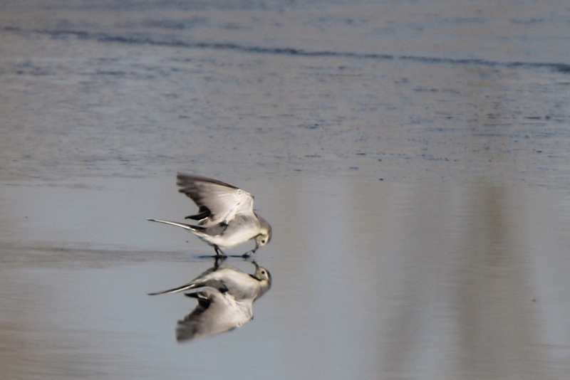 Photo Oiseaux