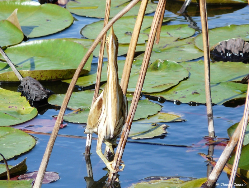 Photo Oiseaux Blongios nain (Ixobrychus minutus)