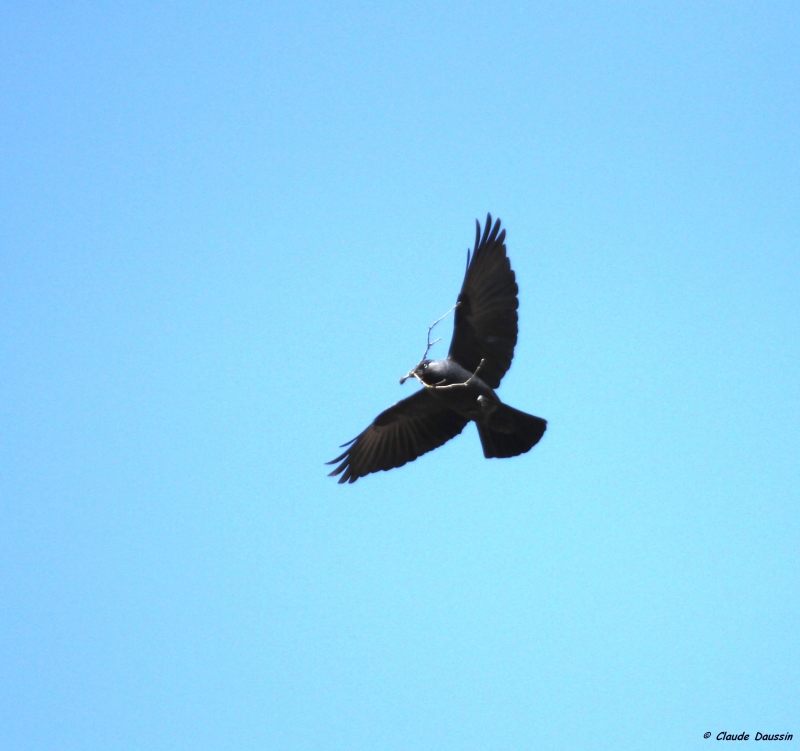 Photo Oiseaux