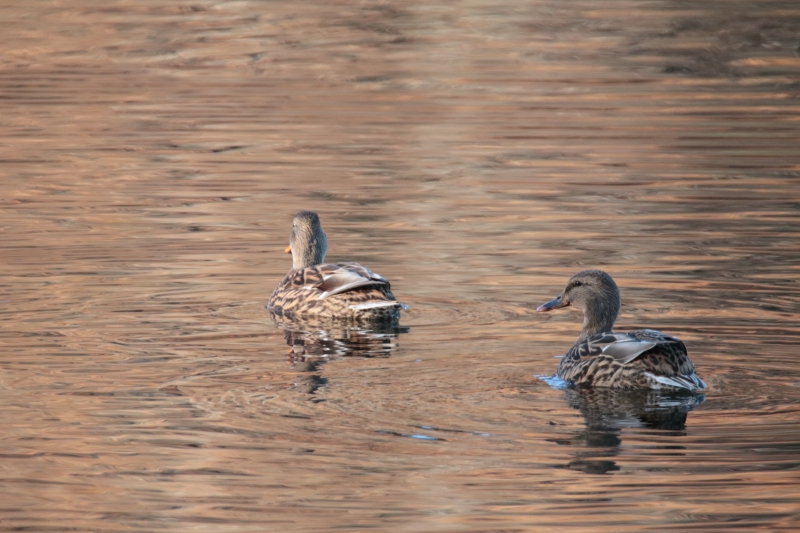 Photo Oiseaux