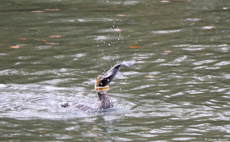 Photo Oiseaux
