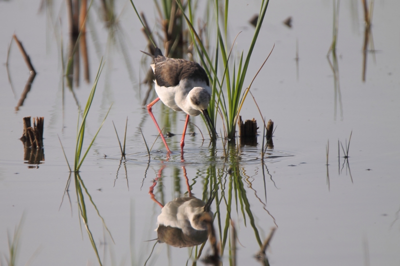 Photo Oiseaux