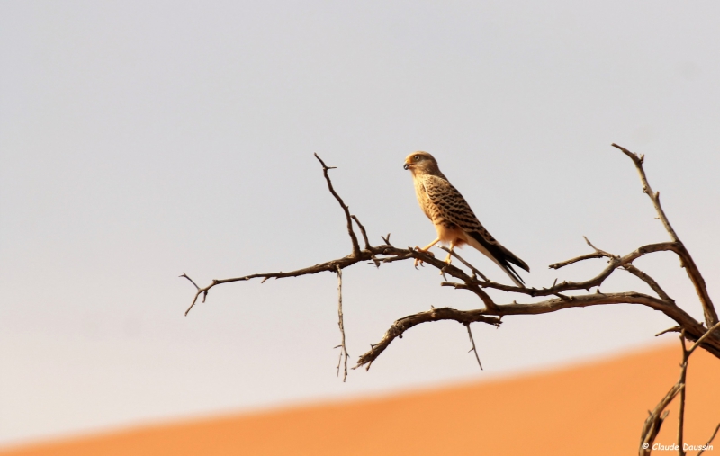 Photo Oiseaux