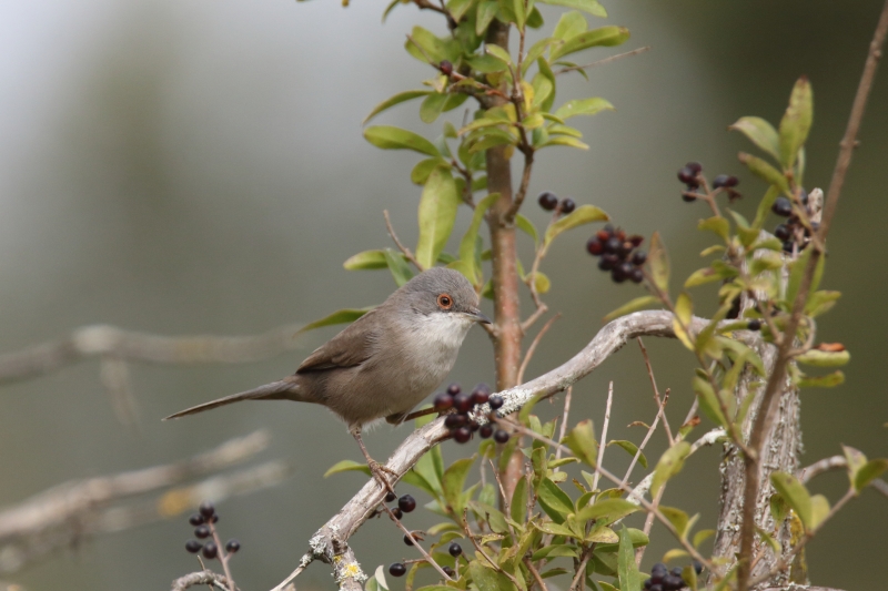 Photo Oiseaux