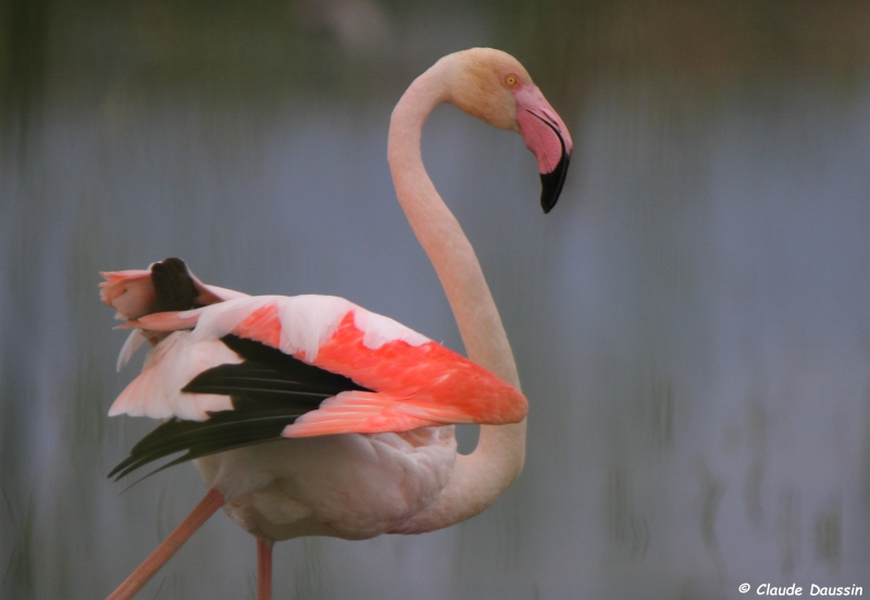 Photo Oiseaux