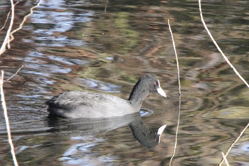 Photo Oiseaux