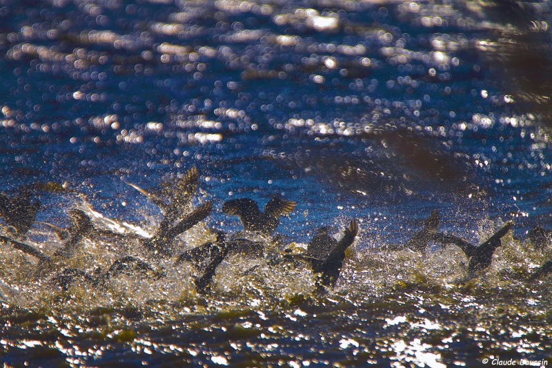 Photo Oiseaux