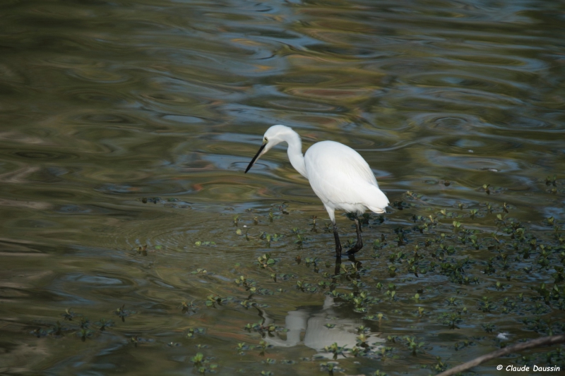 Photo Oiseaux Aigrette garzette (Egretta garzetta)