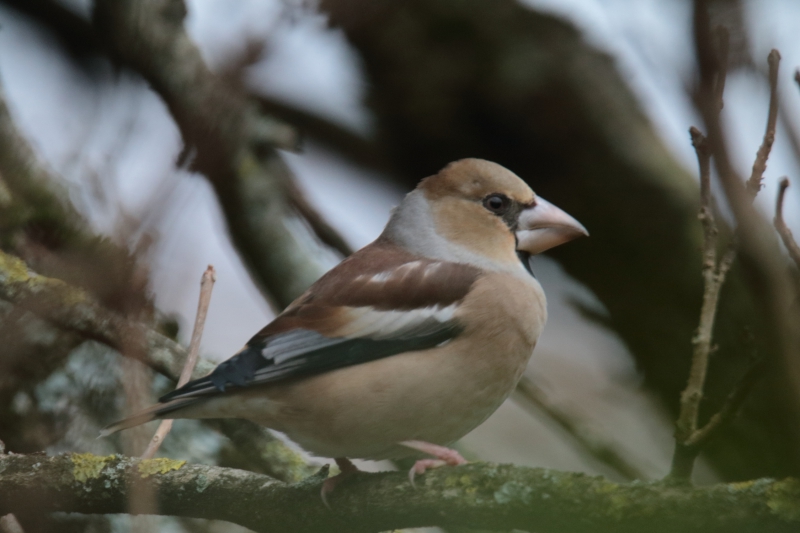 Photo Oiseaux
