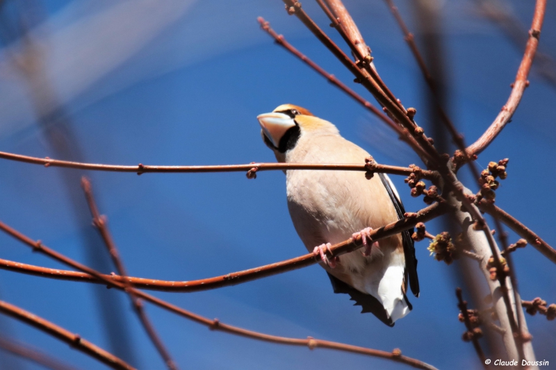 Photo Oiseaux