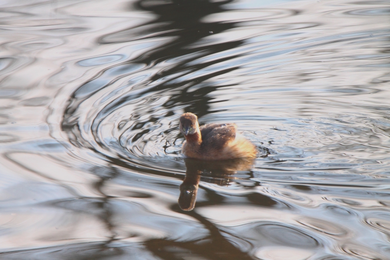 Photo Oiseaux