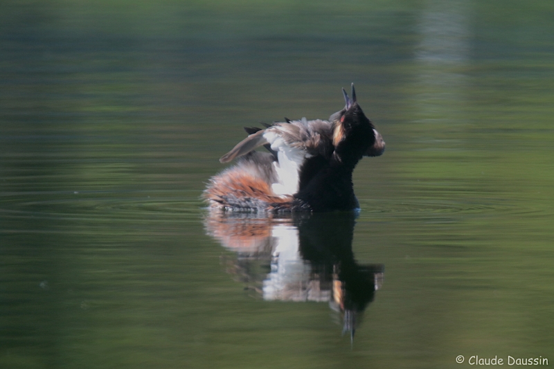 Photo Oiseaux