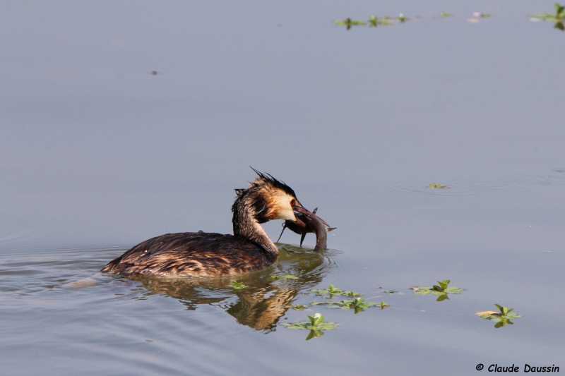Photo Oiseaux Grèbe huppé (Podiceps cristatus)