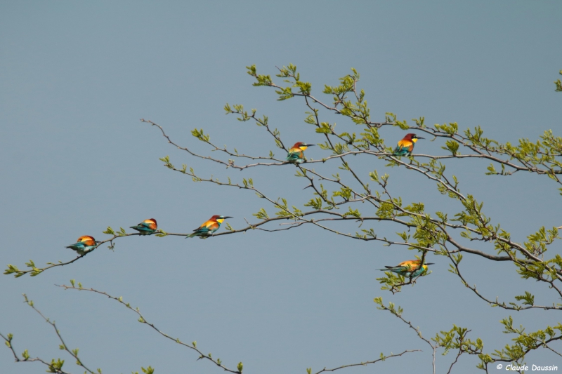 Photo Oiseaux