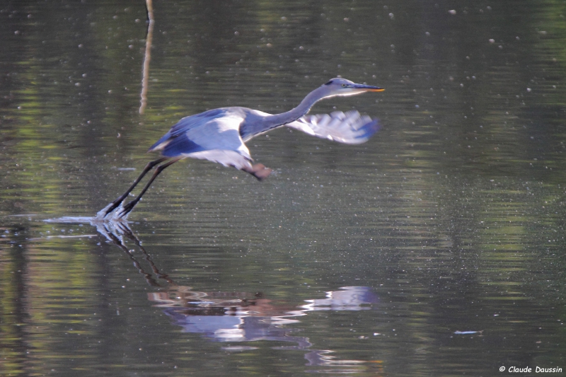 Photo Oiseaux