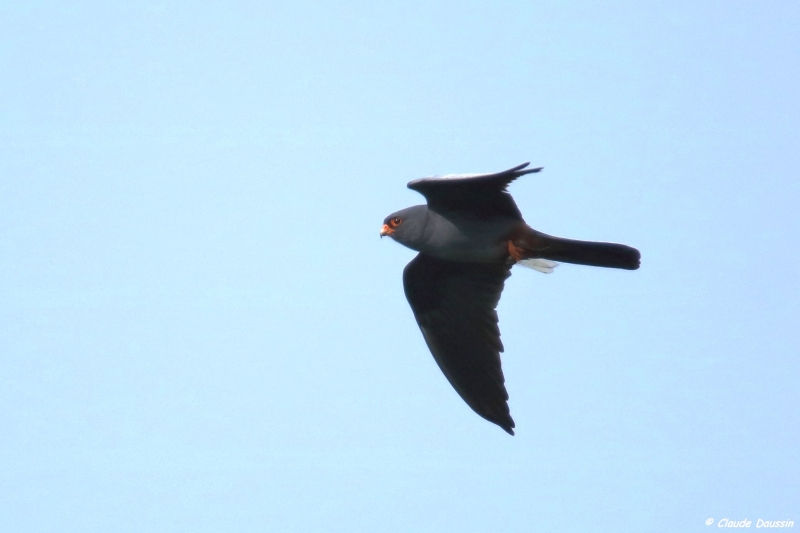 Photo Oiseaux