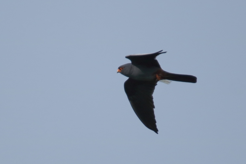 Photo Oiseaux