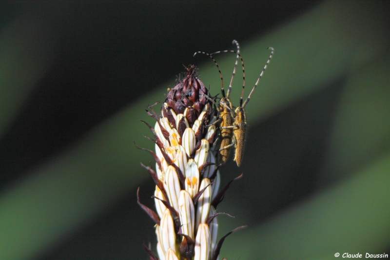 Photo Insectes