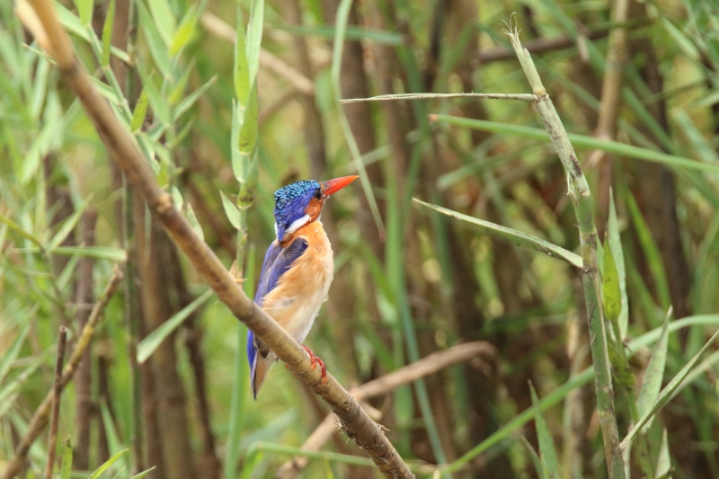 Photo Oiseaux martin pêcheur