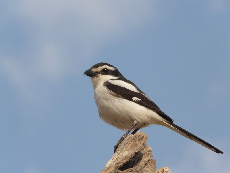 Photo Oiseaux