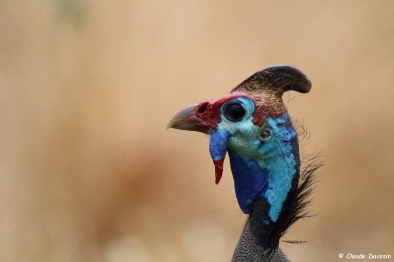Photo Oiseaux