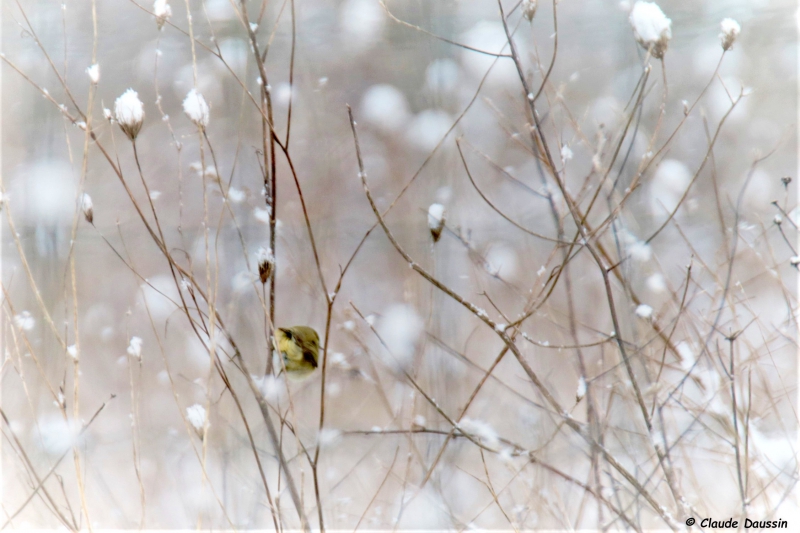 Photo Oiseaux